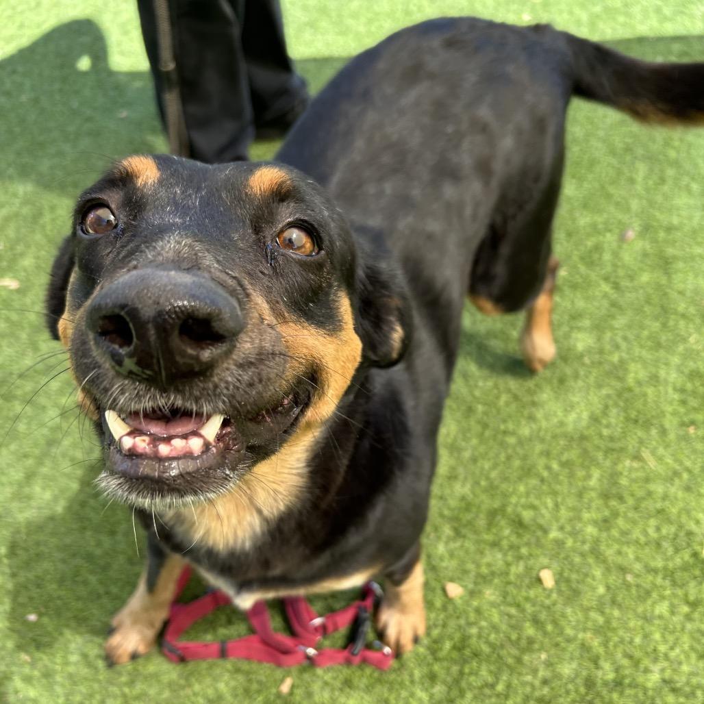 Enlarge Rose - sweetest girl who smiles!, a Adoptable Mixed Breed in Flagstaff, AZ image 3/6