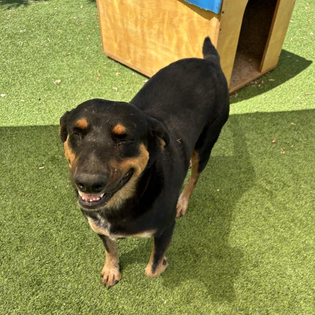 Enlarge Rose - sweetest girl who smiles!, a Adoptable Mixed Breed in Flagstaff, AZ image 4/6