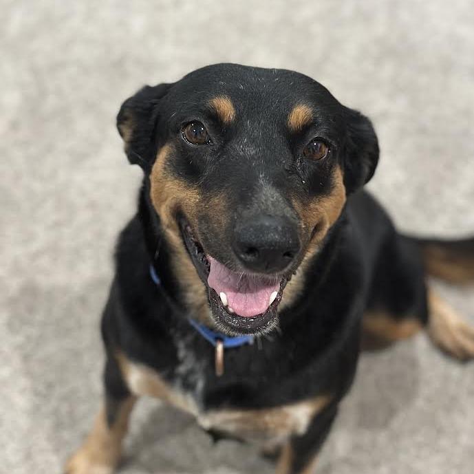 Enlarge Rose - sweetest girl who smiles!, a Adoptable Mixed Breed in Flagstaff, AZ image 5/6