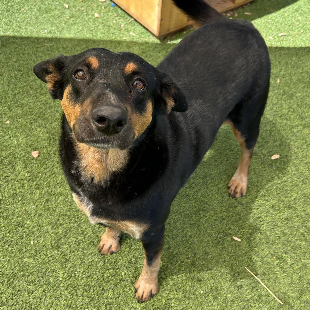 Enlarge Rose - sweetest girl who smiles!, a Adoptable Mixed Breed in Flagstaff, AZ image 6/6