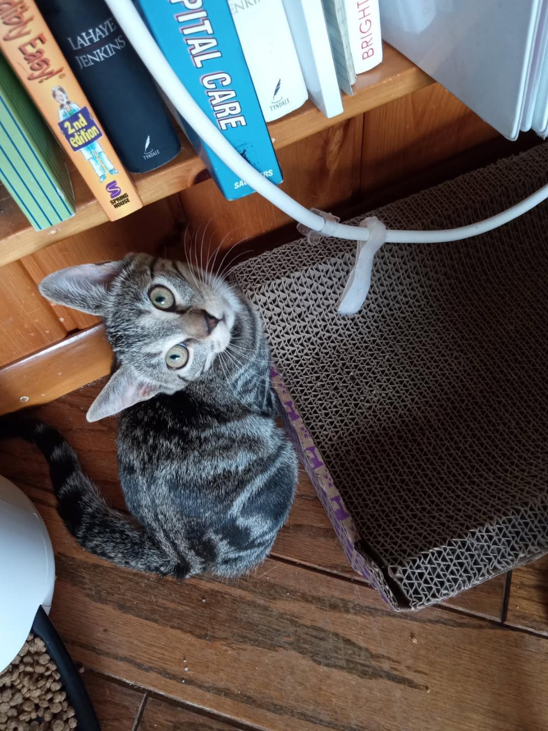 April and June bug - bonded sisters, a Adopted Domestic Short Hair in Coon Rapids, MN image 1/6