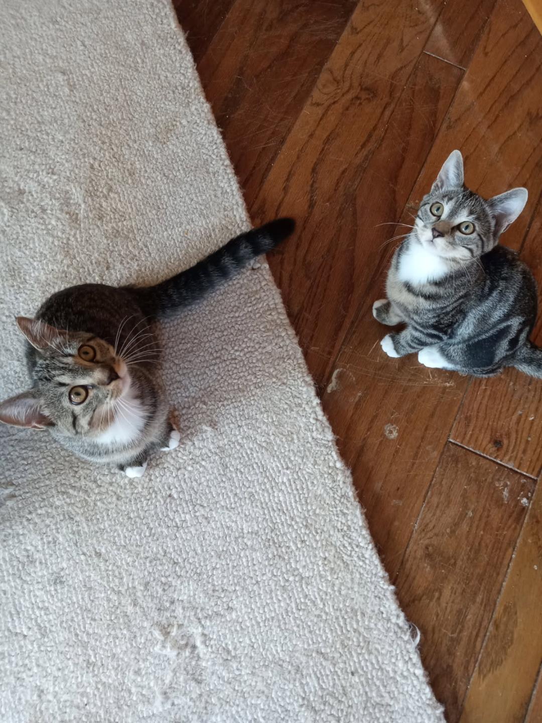 April and June bug - bonded sisters, a Adopted Domestic Short Hair in Coon Rapids, MN image 2/6