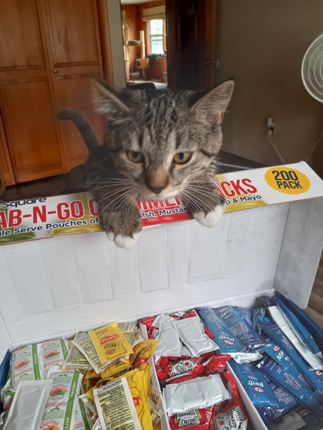 April and June bug - bonded sisters, a Adopted Domestic Short Hair in Coon Rapids, MN image 3/6