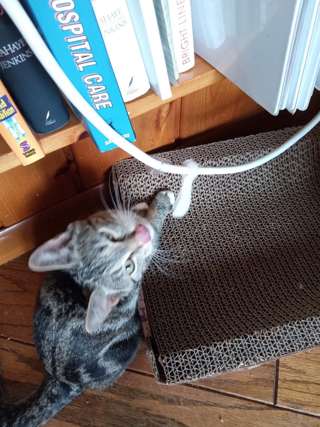 April and June bug - bonded sisters, a Adopted Domestic Short Hair in Coon Rapids, MN image 4/6