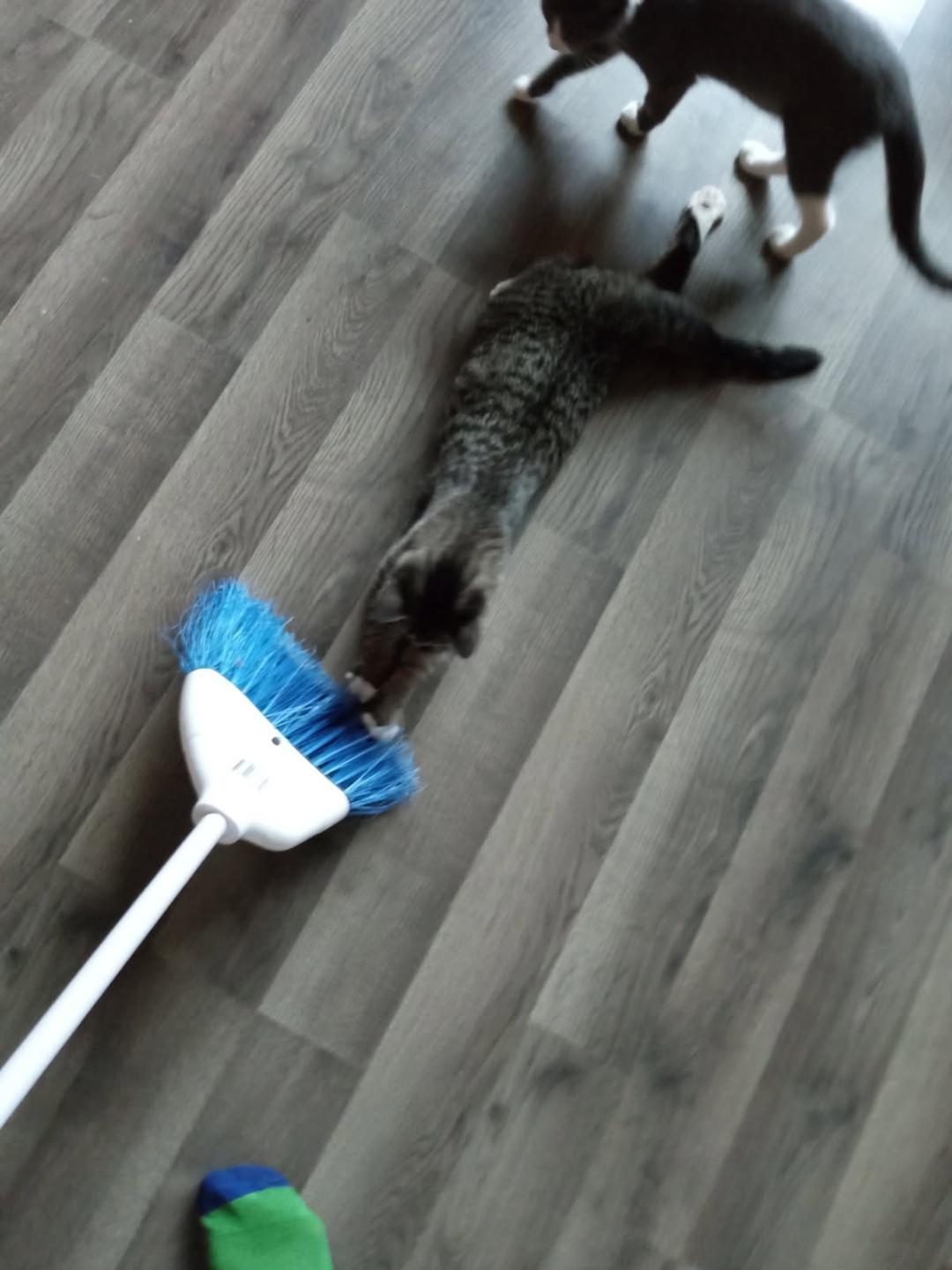 April and June bug - bonded sisters, a Adopted Domestic Short Hair in Coon Rapids, MN image 5/6