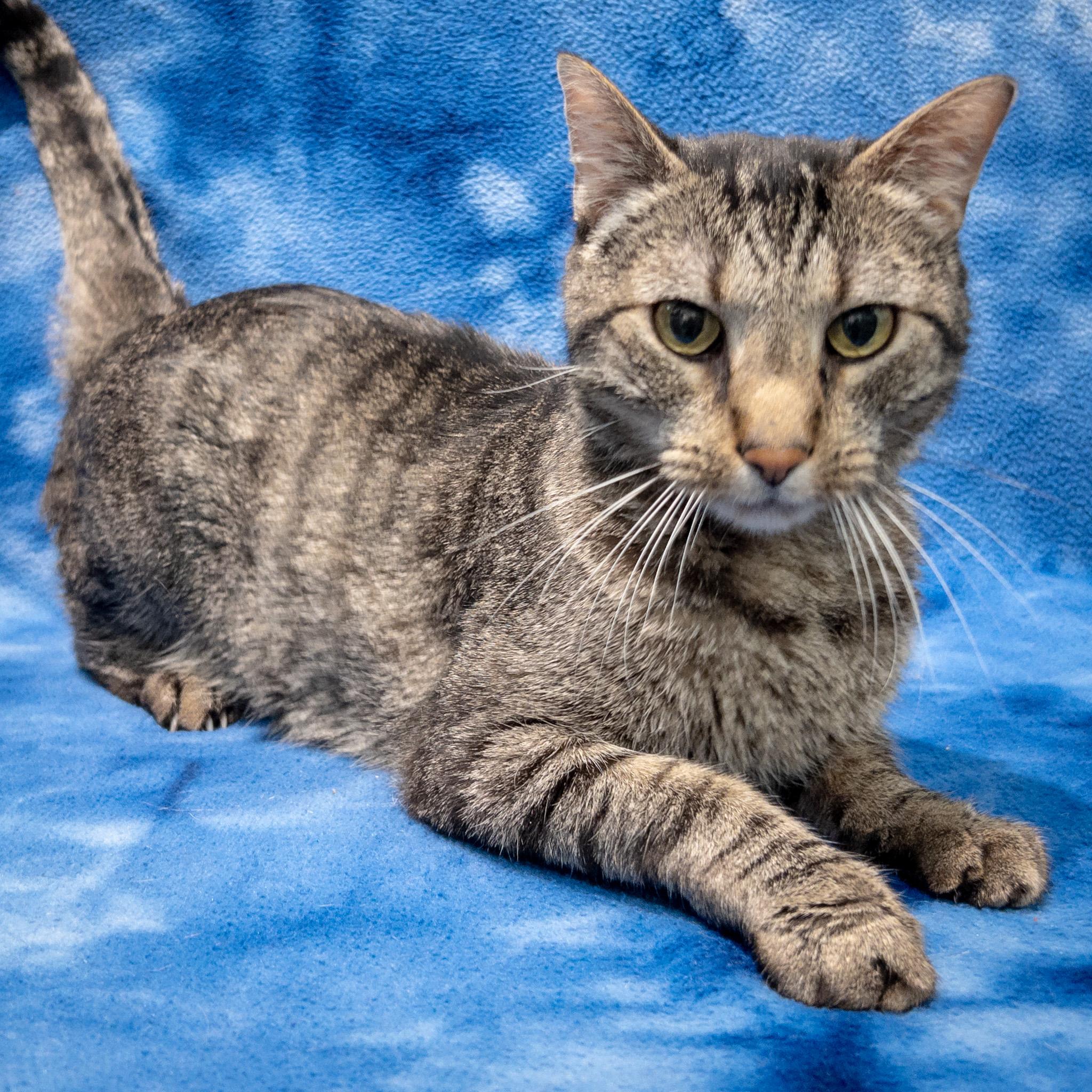 Enlarge Axel, a ADOPTABLE mixed breed in Overland Park, KS image 1/1
