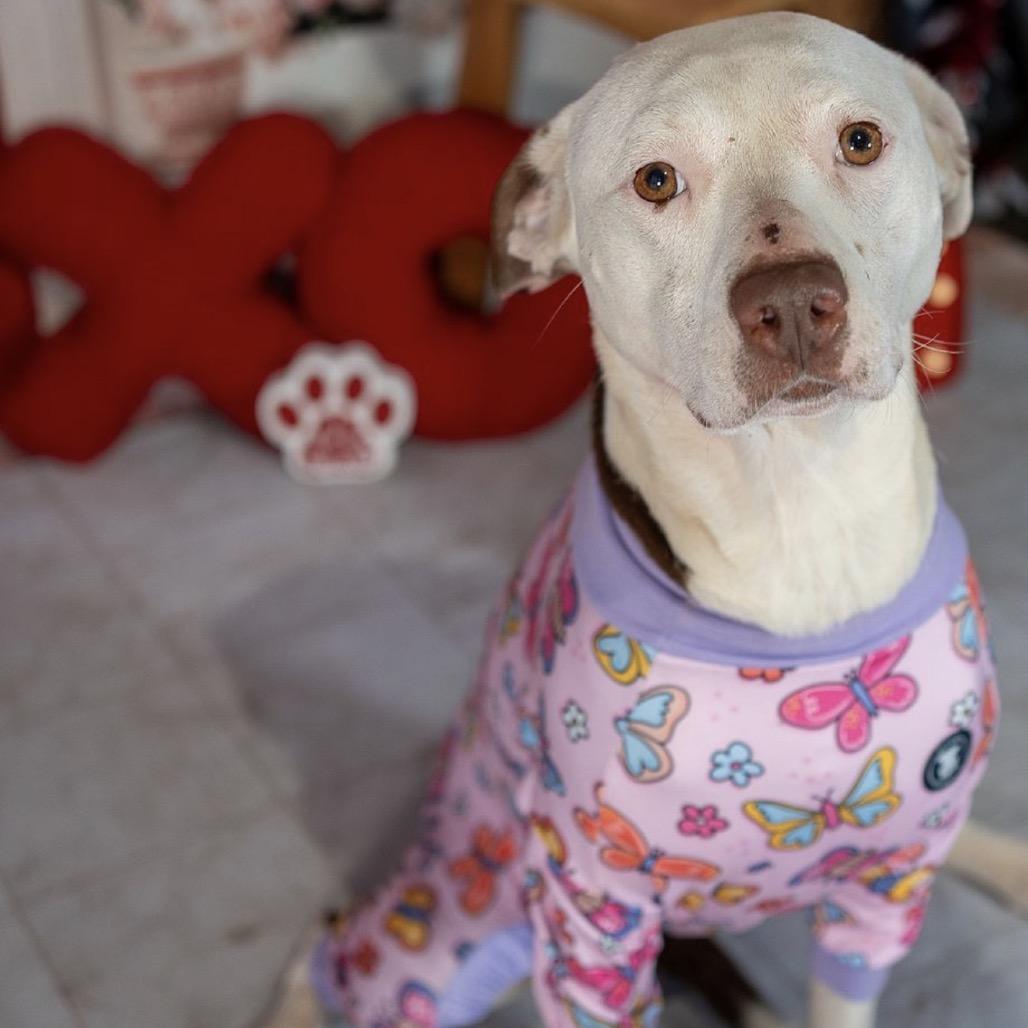 Belle, Adoptable, Adult Female Mixed Breed.