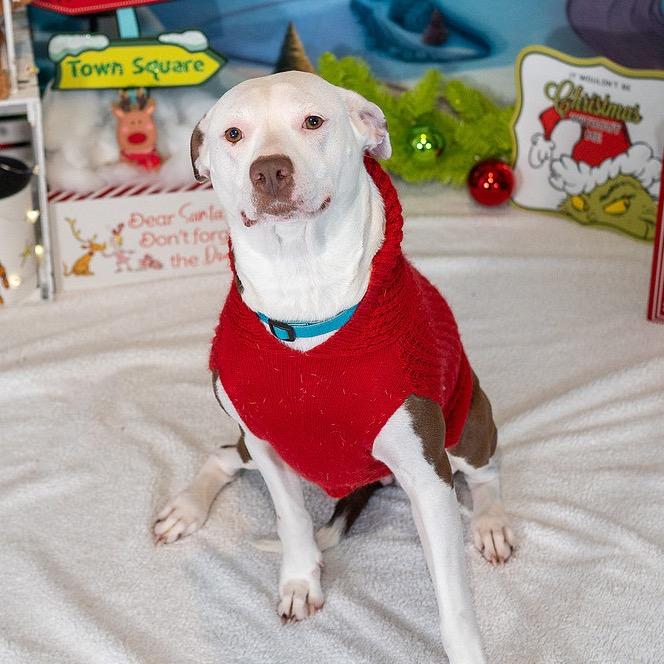 Belle, Adoptable, Adult Female Mixed Breed.