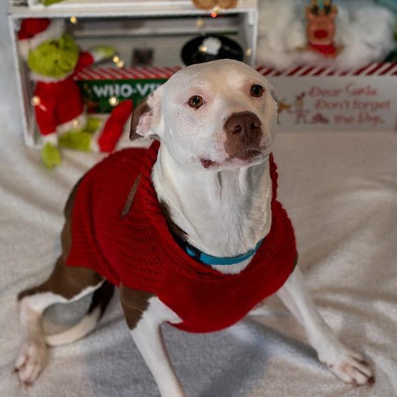 Enlarge Belle, a Adoptable Mixed Breed in Aberdeen, NC image 2/6