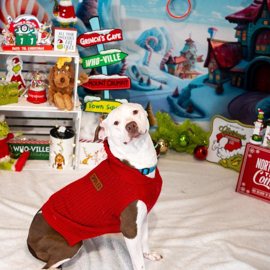 Enlarge Belle, a Adoptable Mixed Breed in Aberdeen, NC image 3/6