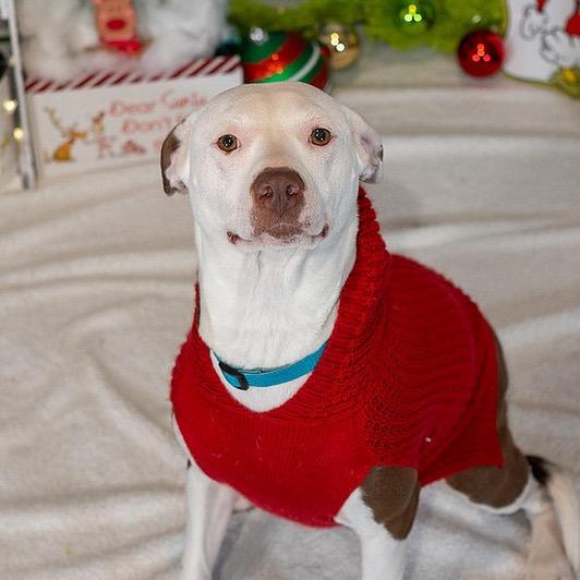 Enlarge Belle, a Adoptable Mixed Breed in Aberdeen, NC image 3/6