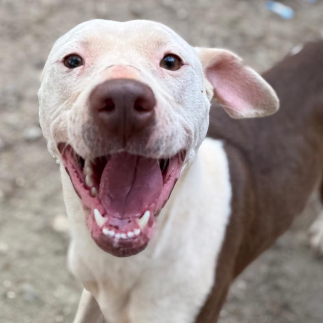 Enlarge Belle, a Adoptable Mixed Breed in Aberdeen, NC image 1/6