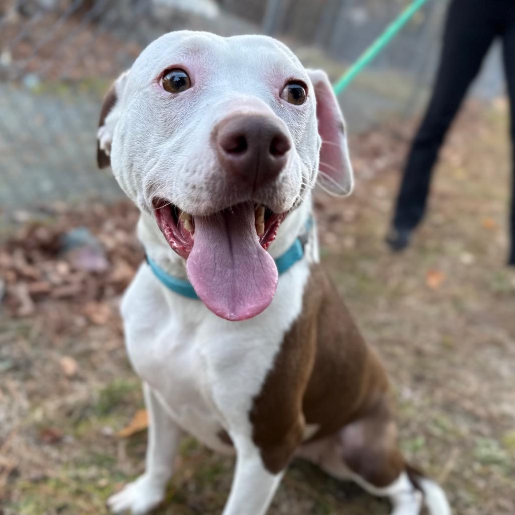 Enlarge Belle, a Adoptable Mixed Breed in Aberdeen, NC image 4/6