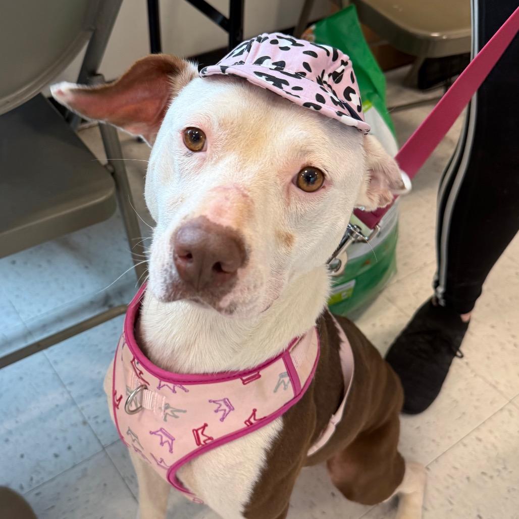 Belle, a Adoptable Mixed Breed in Aberdeen, NC image 1/6
