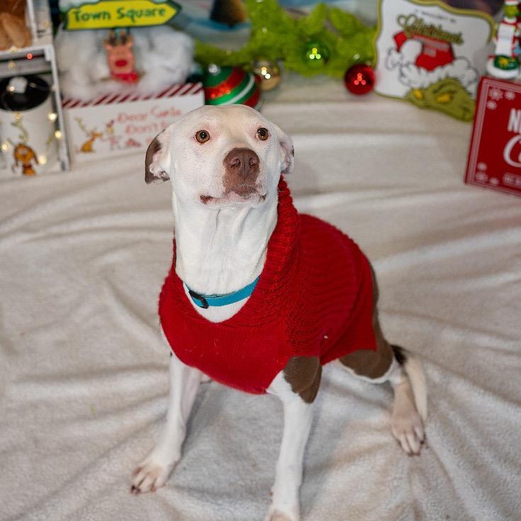 Enlarge Belle, a Adoptable Mixed Breed in Aberdeen, NC image 6/6