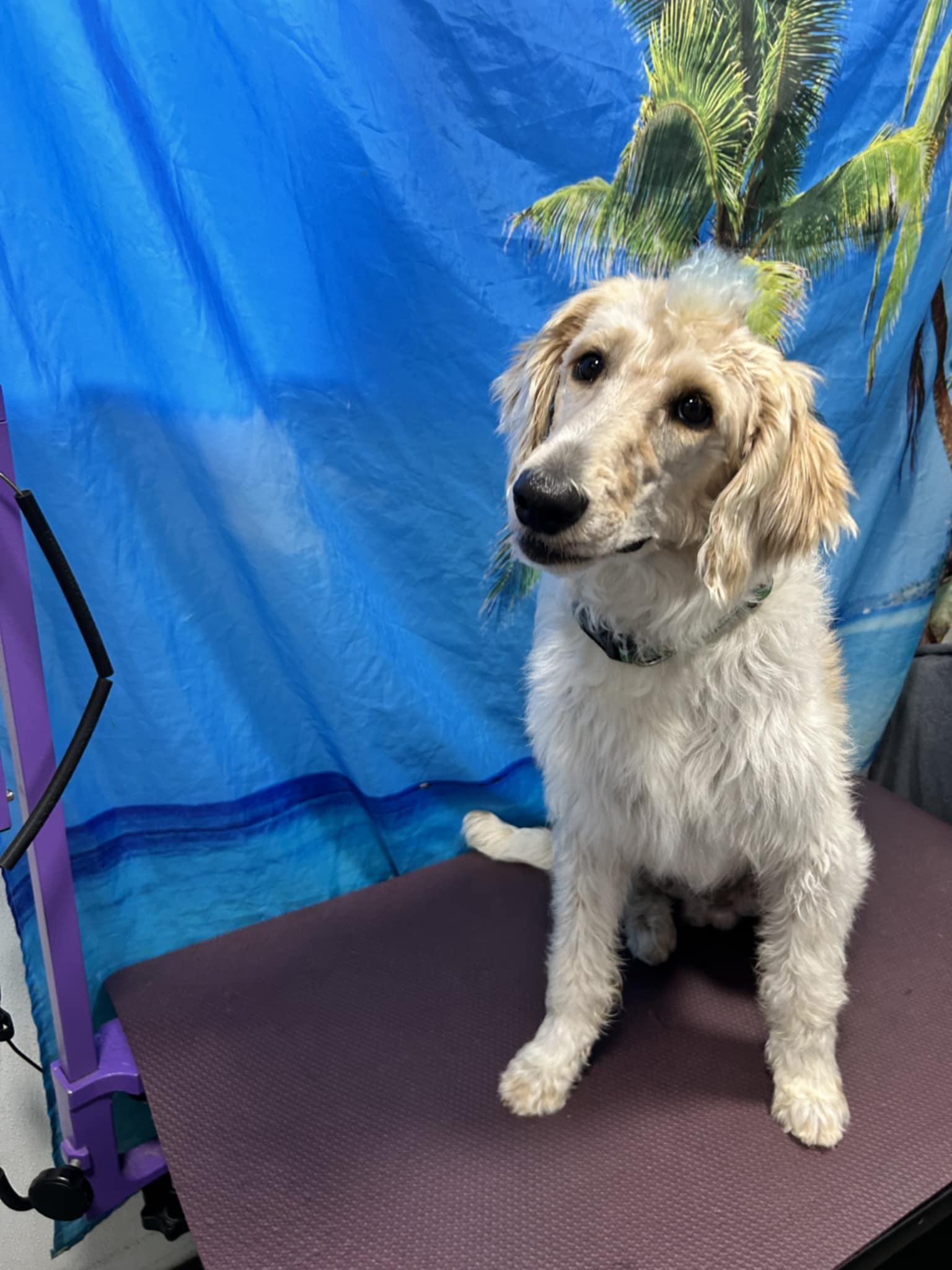 Finn - M, Adopted, Young Male Standard Poodle & Labrador Retriever.