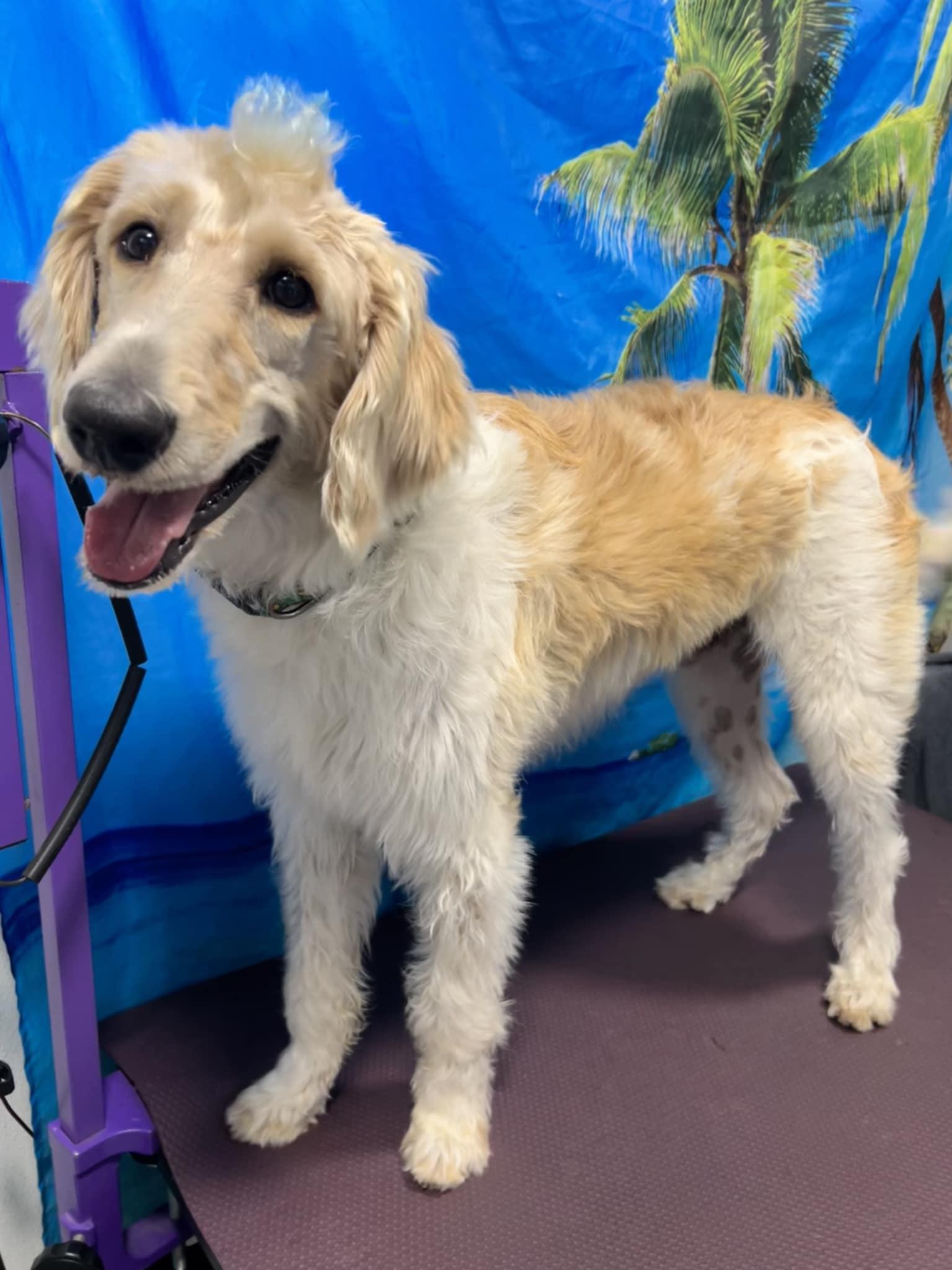 Finn - M, a Adopted mixed breed in Tampa, FL image 2/3