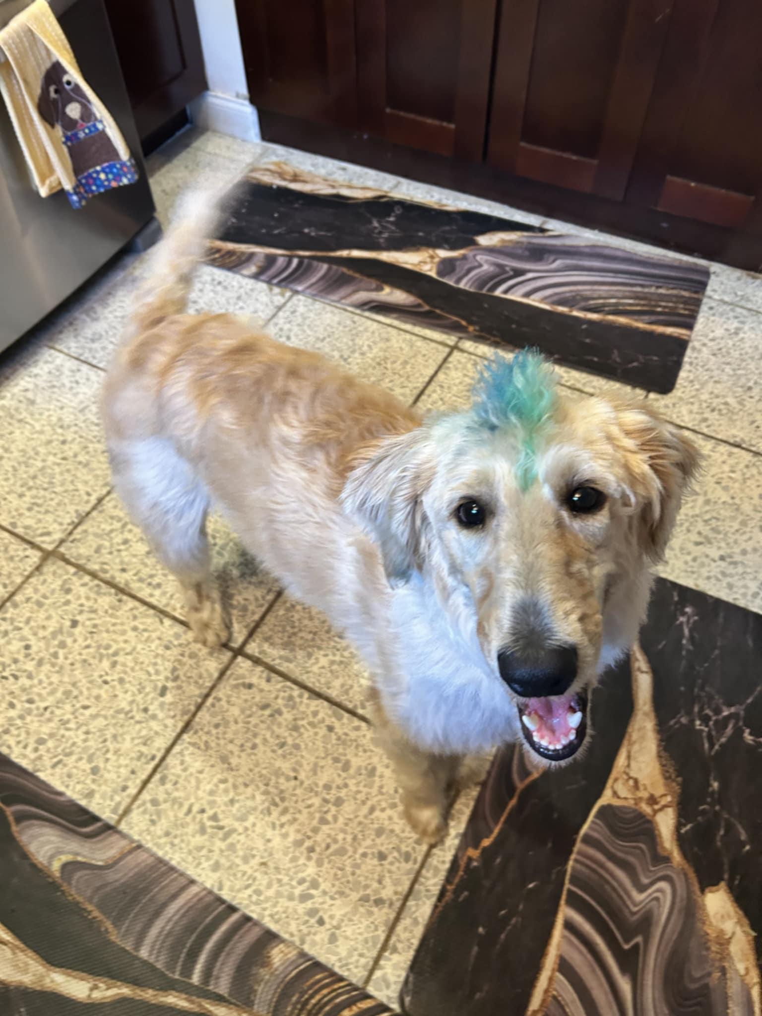 Finn - M, a Adopted mixed breed in Tampa, FL image 3/3