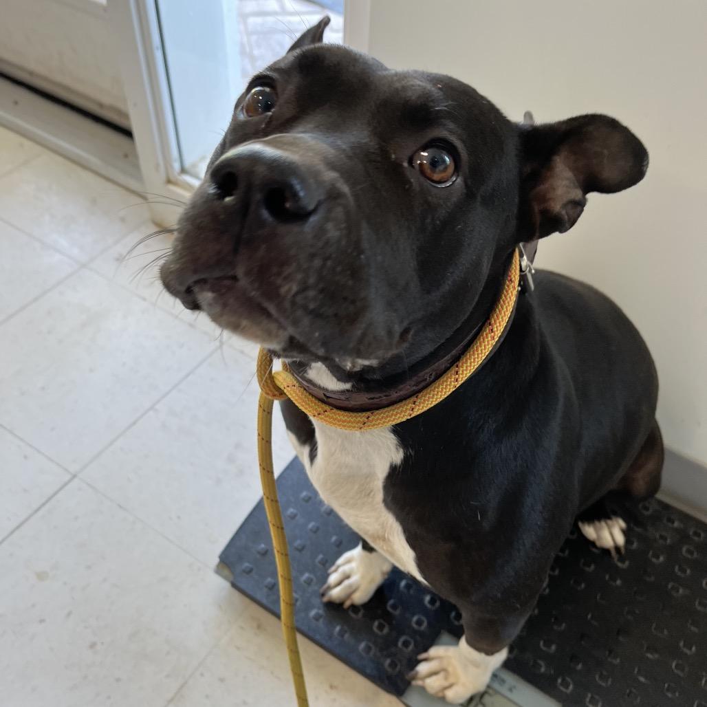 Enlarge Gretchen Wieners, a Adoptable mixed breed in Savannah, GA image 1/5