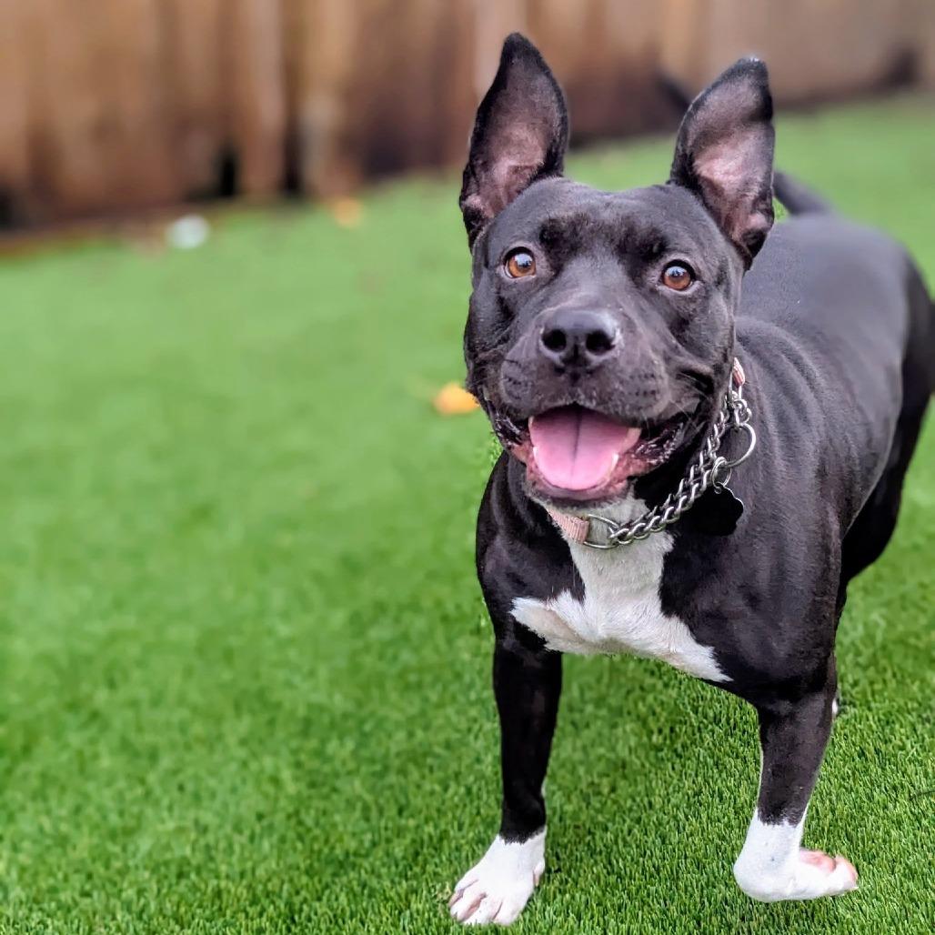 Enlarge Gretchen Wieners, a Adoptable mixed breed in Savannah, GA image 2/5