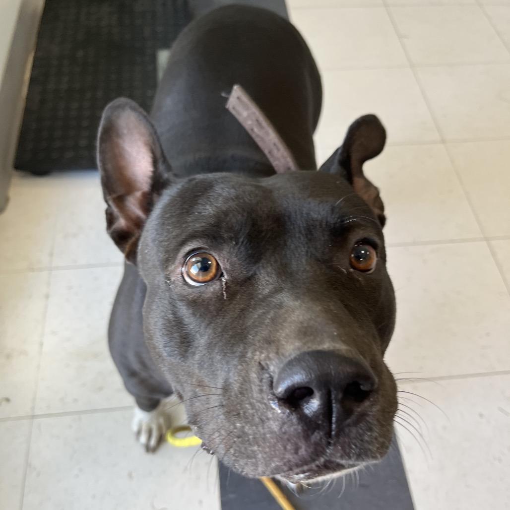 Enlarge Gretchen Wieners, a Adoptable mixed breed in Savannah, GA image 3/5