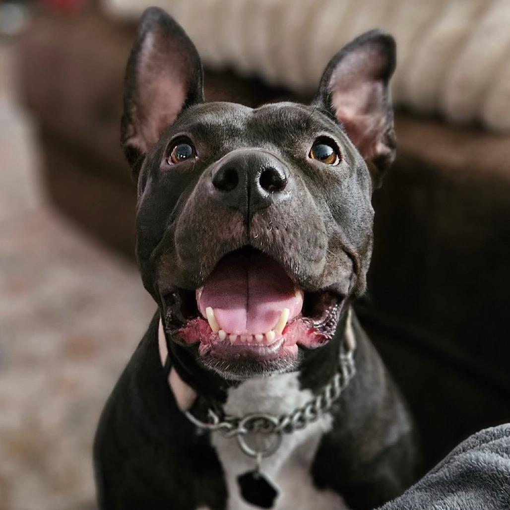 Gretchen Wieners, a Adoptable mixed breed in Savannah, GA image 4/6