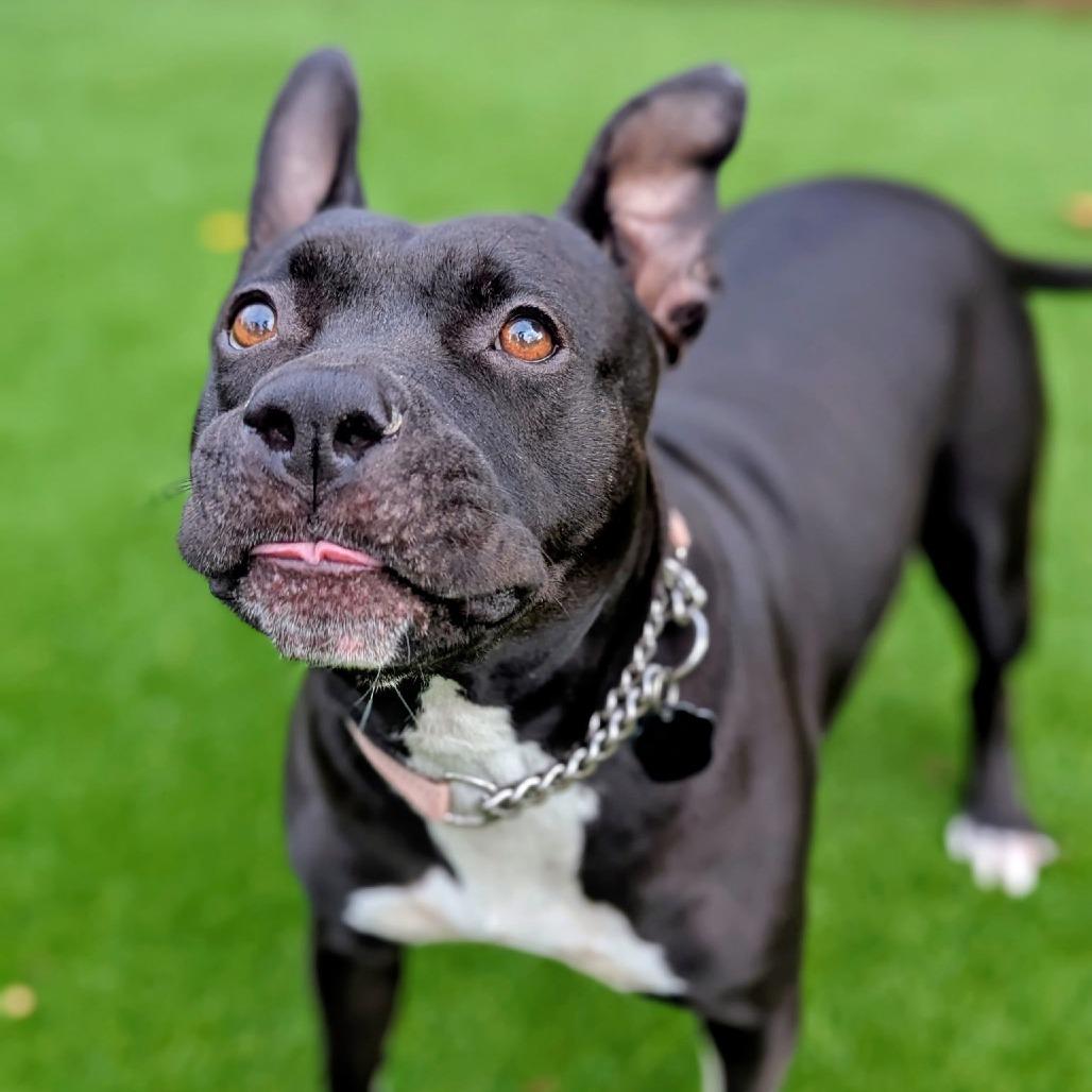 Enlarge Gretchen Wieners, a Adoptable mixed breed in Savannah, GA image 4/5