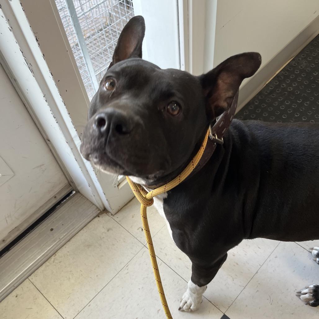 Enlarge Gretchen Wieners, a Adoptable mixed breed in Savannah, GA image 5/5