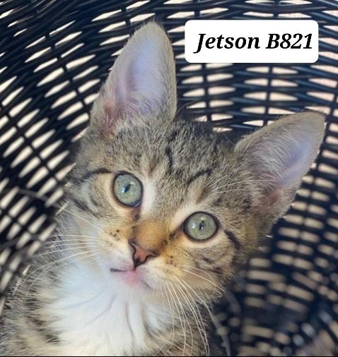 Jetson, ADOPTABLE, Young Male Domestic Short Hair.