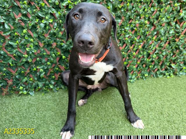 Enlarge HOUDINI, a Adoptable mixed breed in West Palm Beach, FL image 1/1
