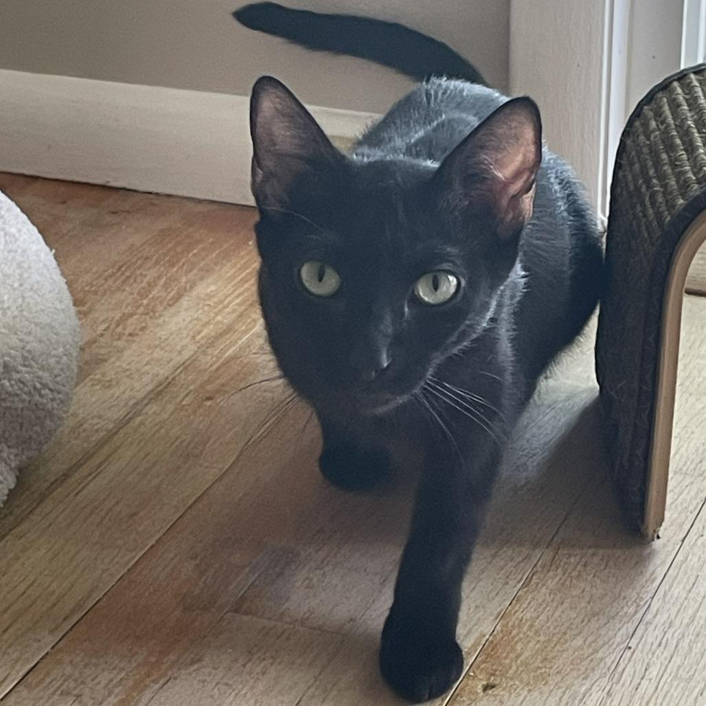 Twyla, Adoptable, Young Female Domestic Short Hair.