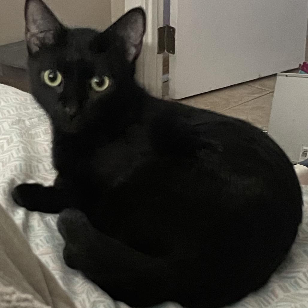 Enlarge Twyla, a Adoptable Domestic Short Hair in Bel Air, MD image 2/3