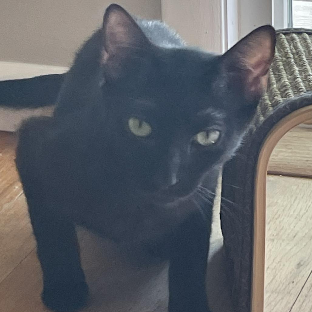 Twyla, a Adoptable Domestic Short Hair in Bel Air, MD image 2/2