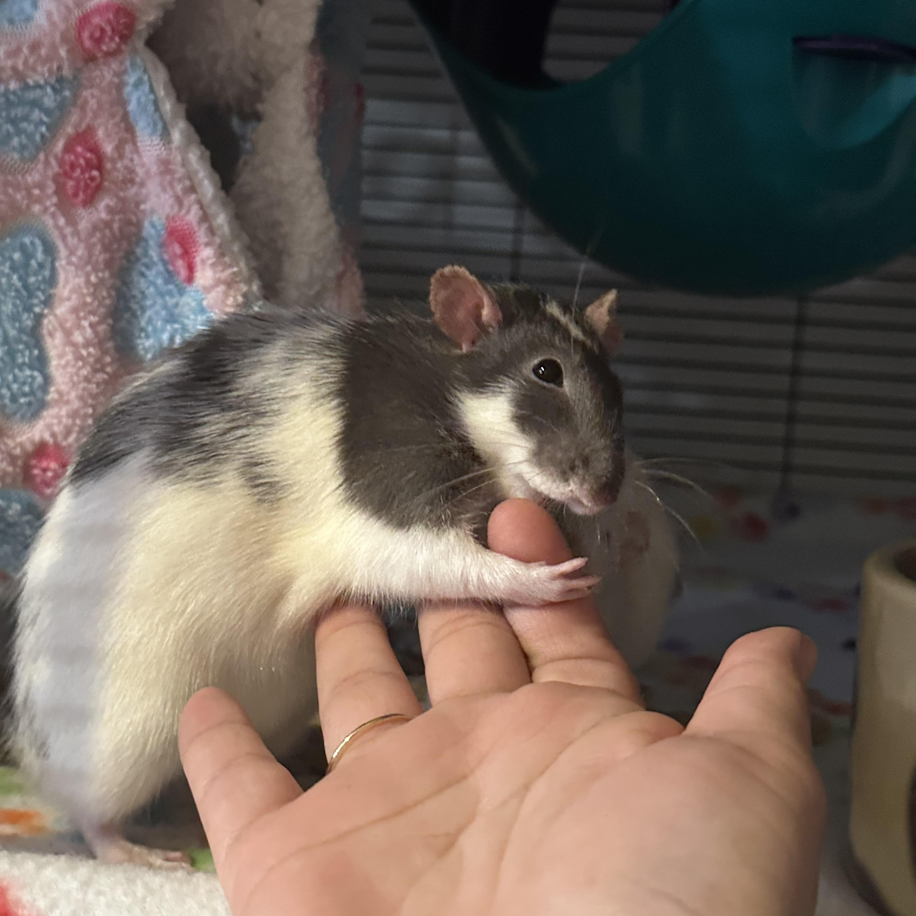 Enlarge Marmee, Beth and Astrid, a Adoptable Rat in Los Angeles, CA image 4/4