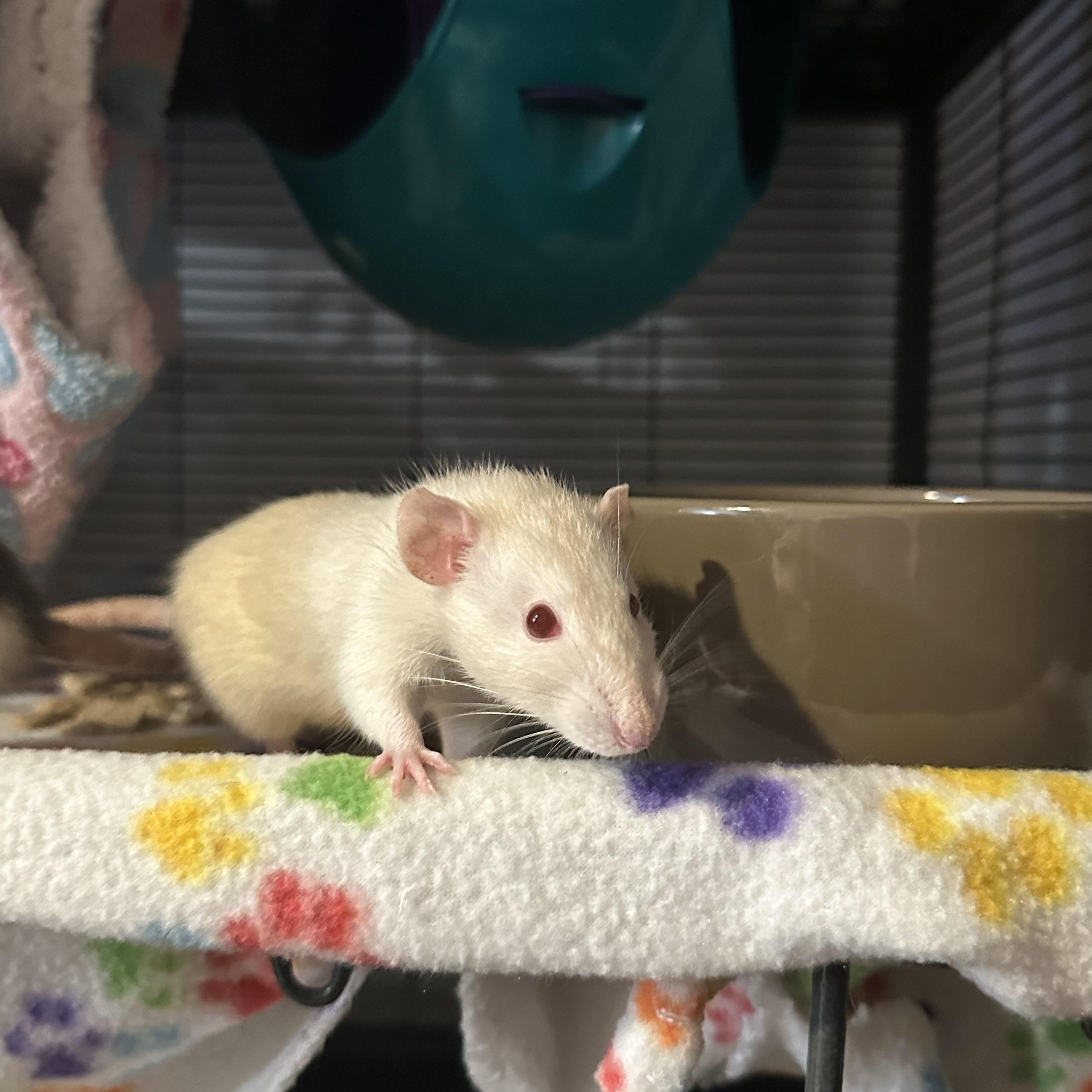 Enlarge Marmee, Beth and Astrid, a Adoptable Rat in Los Angeles, CA image 2/4