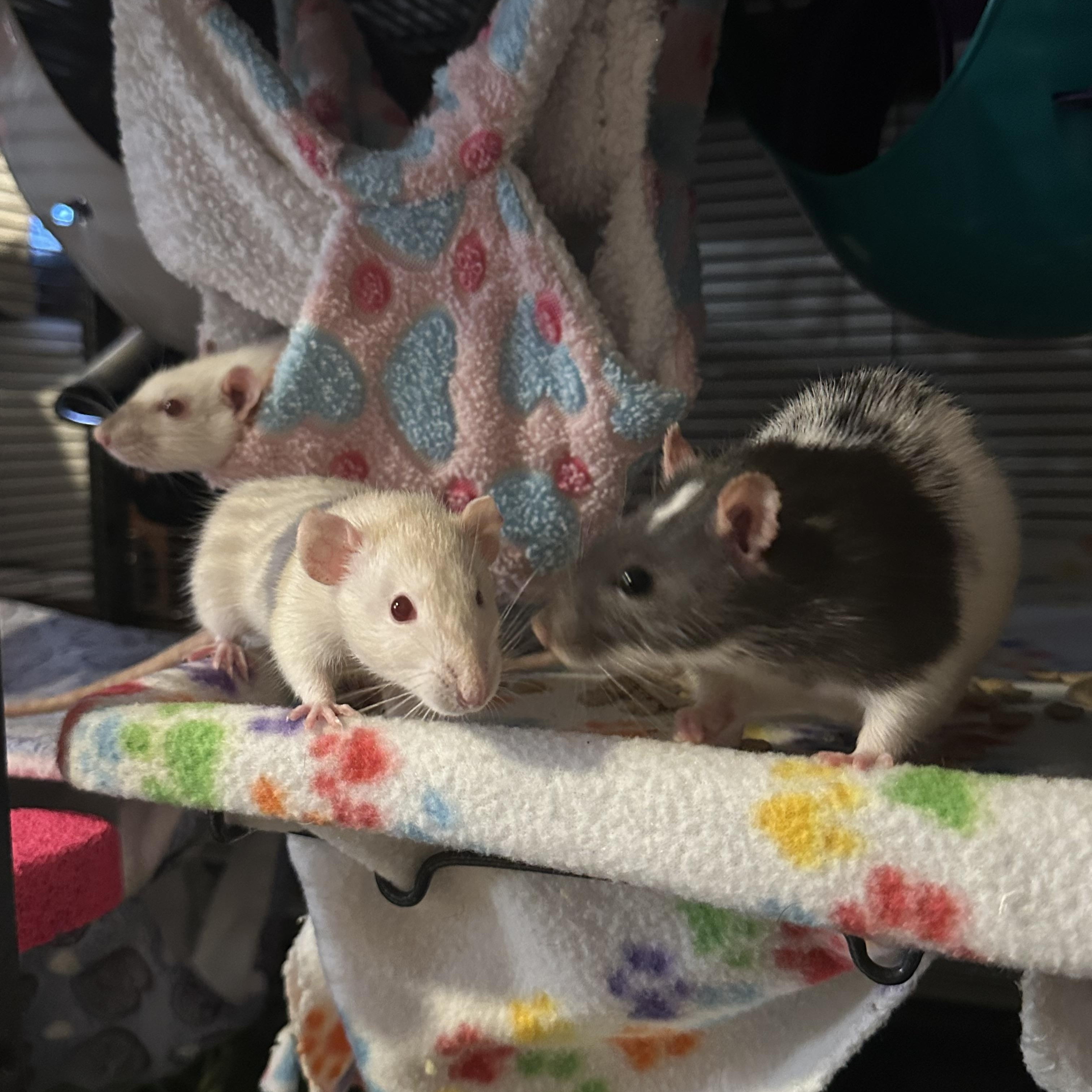 Marmee, Beth and Astrid, Adoptable, Adult Female Rat.