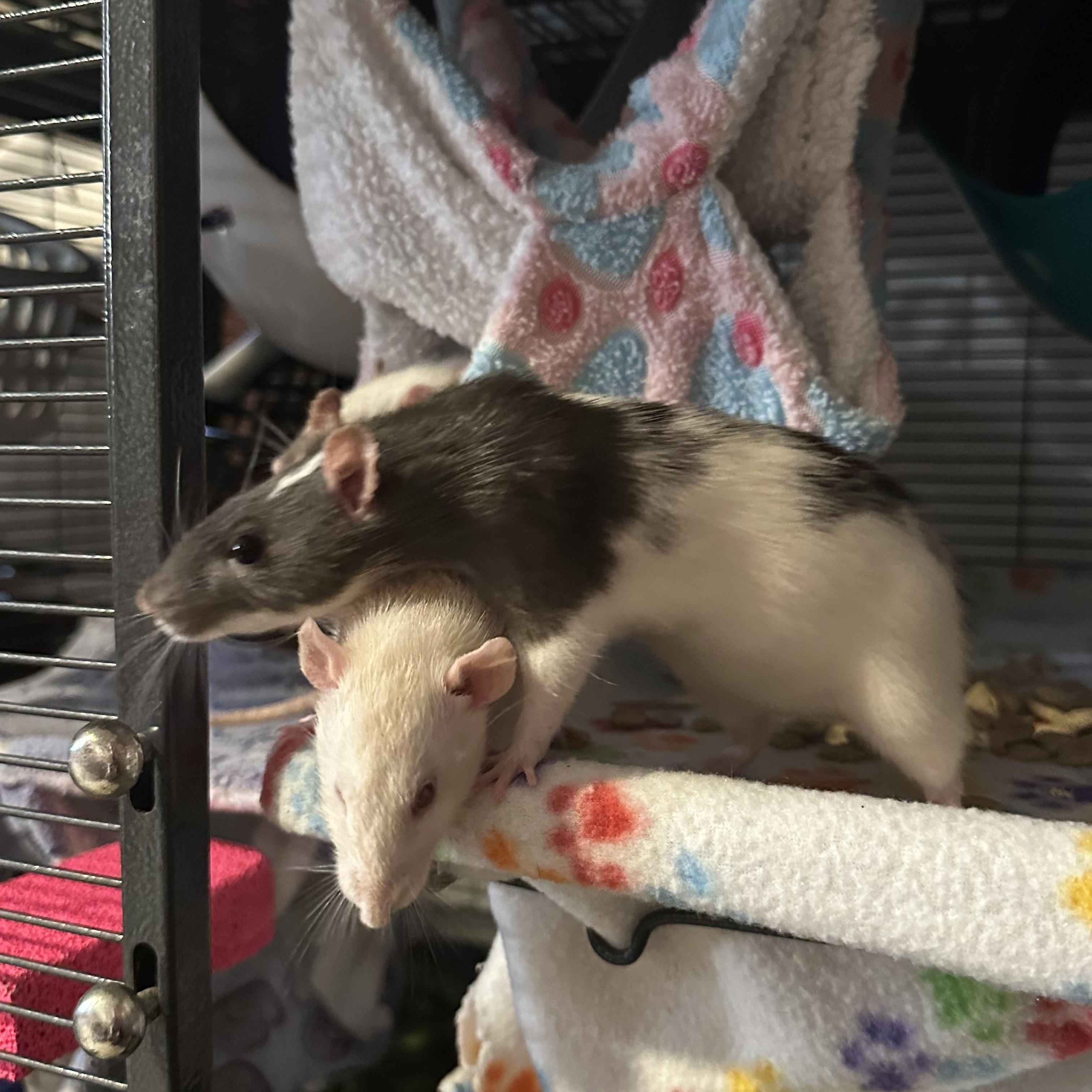 Enlarge Marmee, Beth and Astrid, a Adoptable Rat in Los Angeles, CA image 3/4