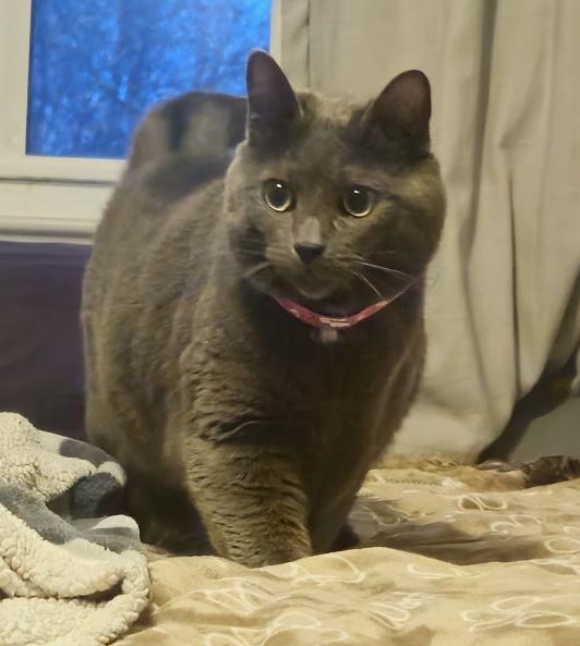 Enlarge Violet, a Adoptable Domestic Short Hair in Pottstown, PA image 1/1