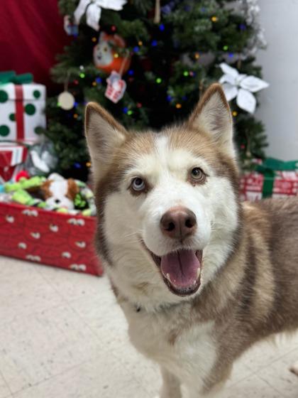 Enlarge Strelka, a Adoptable mixed breed in Moses Lake, WA image 1/2