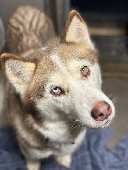 Enlarge Strelka, a Adoptable mixed breed in Moses Lake, WA image 1/2