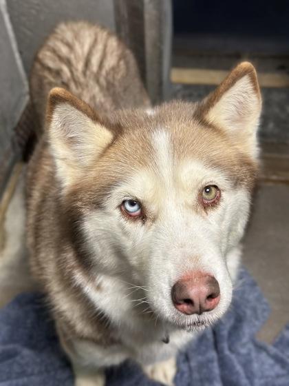 Enlarge Strelka, a Adoptable mixed breed in Moses Lake, WA image 2/2