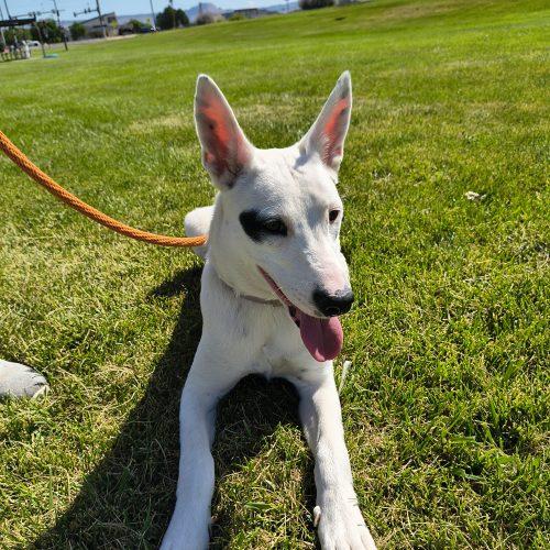 Cassie, Adoptable, Young Female Bull Terrier & Mixed Breed.