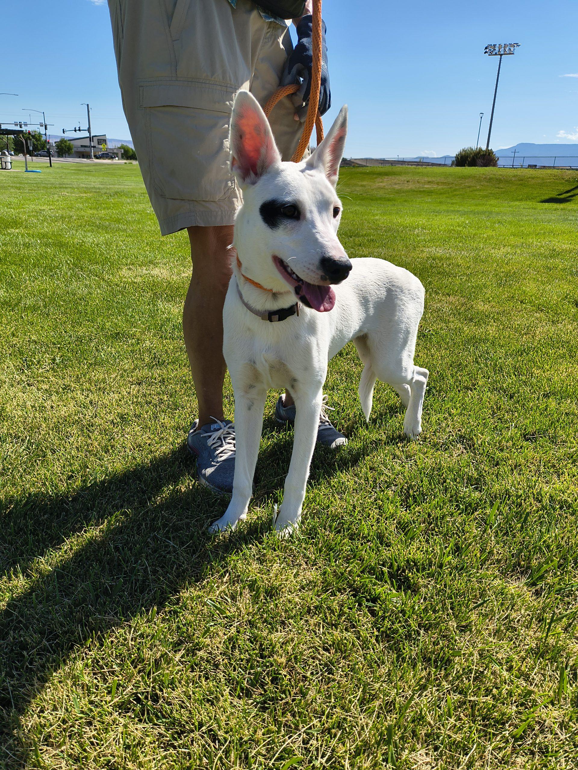 Enlarge Cassie, a Adoptable mixed breed in Grand Junction, CO image 2/3