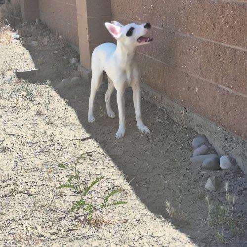 Enlarge Cassie, a Adoptable mixed breed in Grand Junction, CO image 3/3