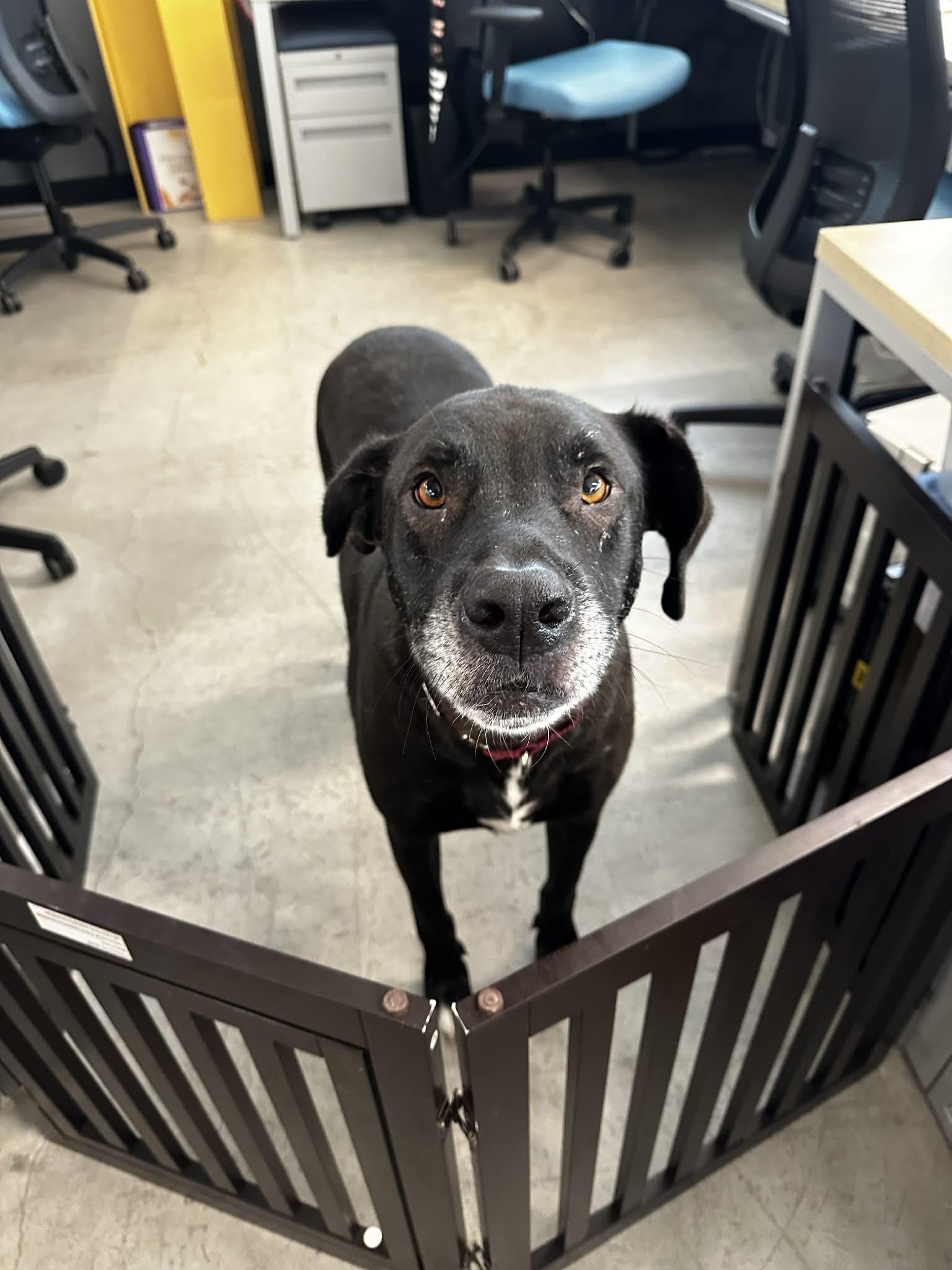 Max, ADOPTABLE, Adult Male Black Labrador Retriever.