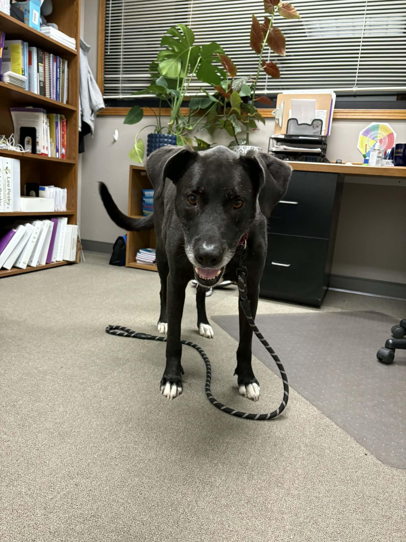 Max, a ADOPTABLE mixed breed in Boise, ID image 2/4