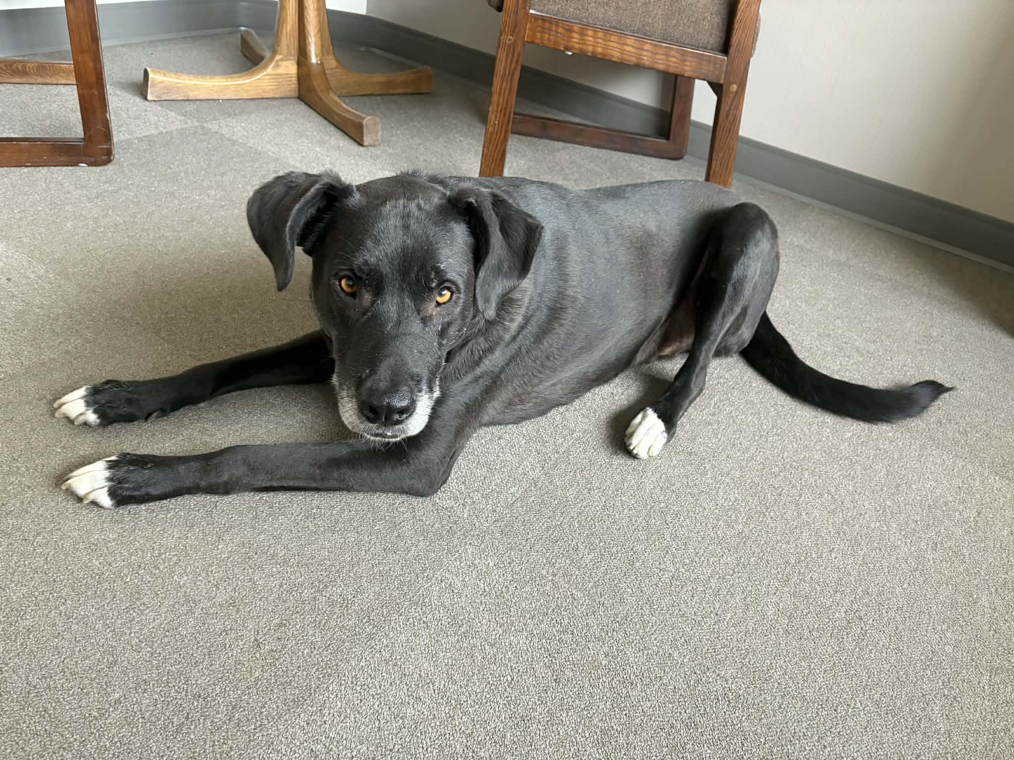 Max, a ADOPTABLE mixed breed in Boise, ID image 3/4