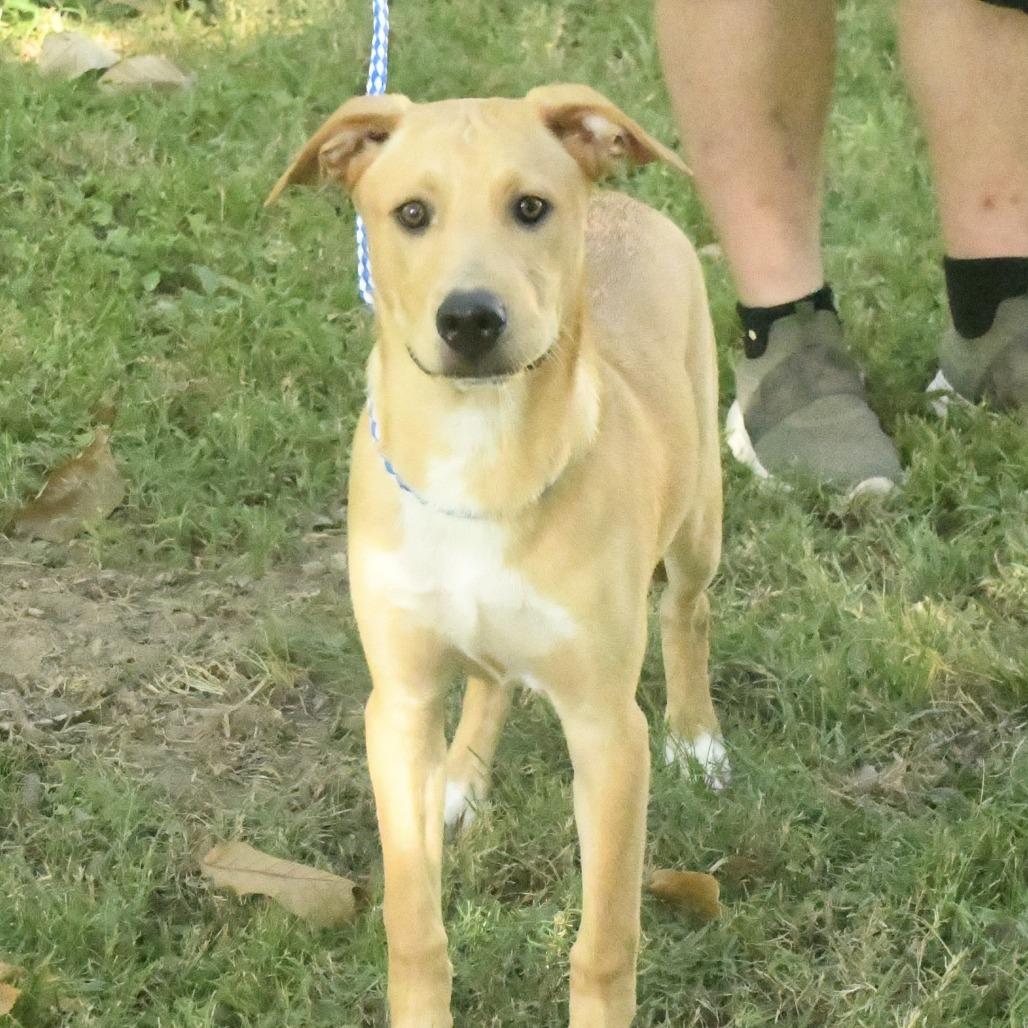 Wayne, Adoptable, Adult Male Shepherd & Mixed Breed.