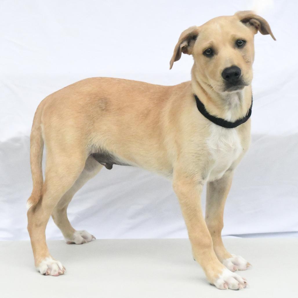 Enlarge Wayne, a Adoptable mixed breed in Natchez, MS image 2/5