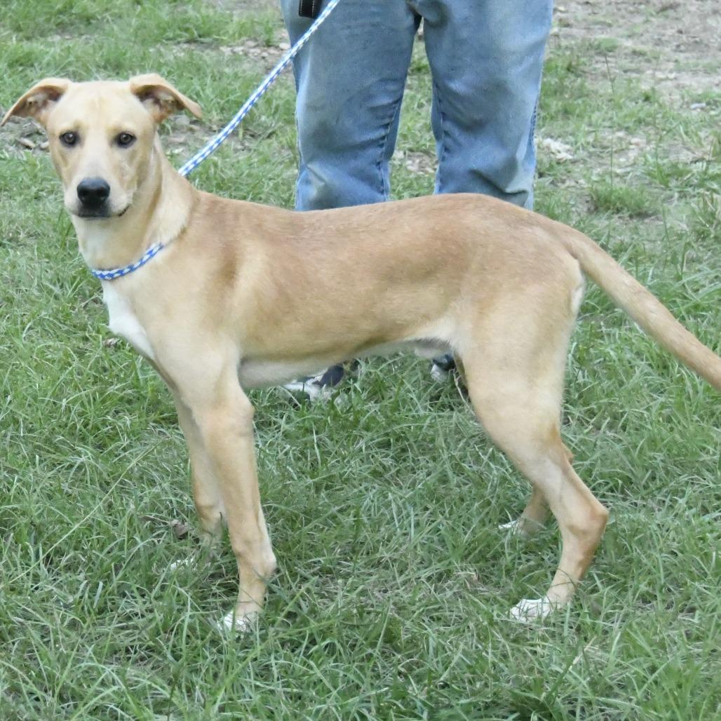 Enlarge Wayne, a Adoptable mixed breed in Natchez, MS image 3/5